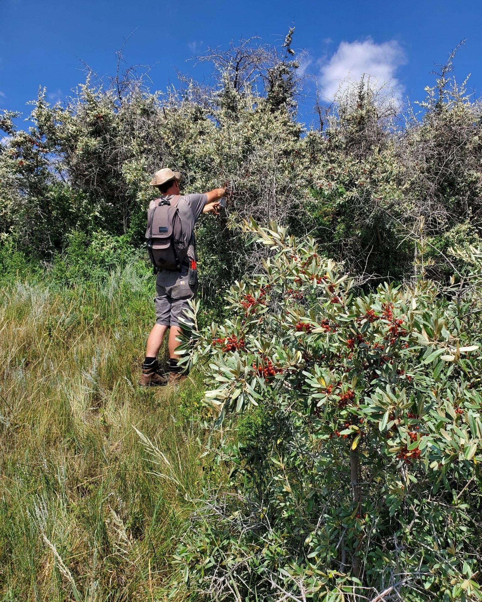 Hiker with backpack stands in tall grass beside dense shrubs under blue sky.