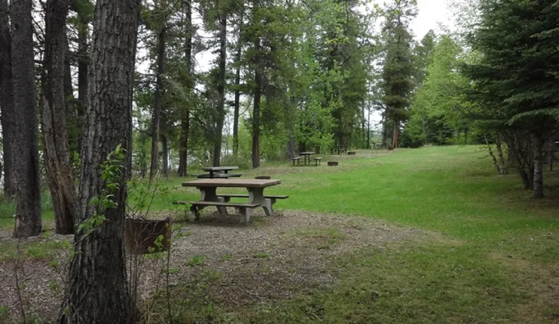 Picnic tables in a grassy clearing surrounded by tall trees at Medicine Lake Campground.
