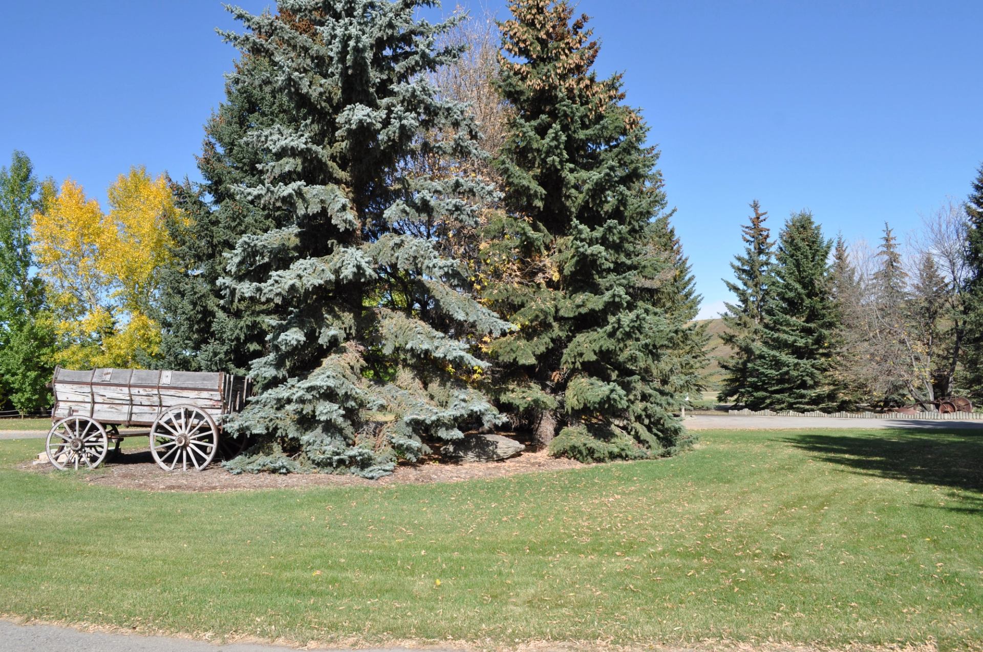A wagon surrounded by trees.