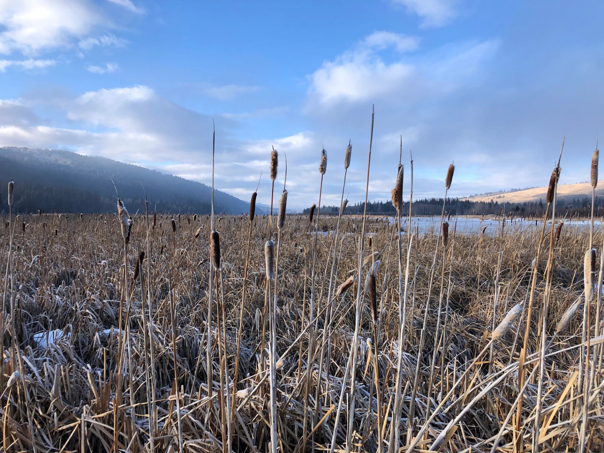 Tall cattails in a frozen marsh with mountains and blue sky in the background.