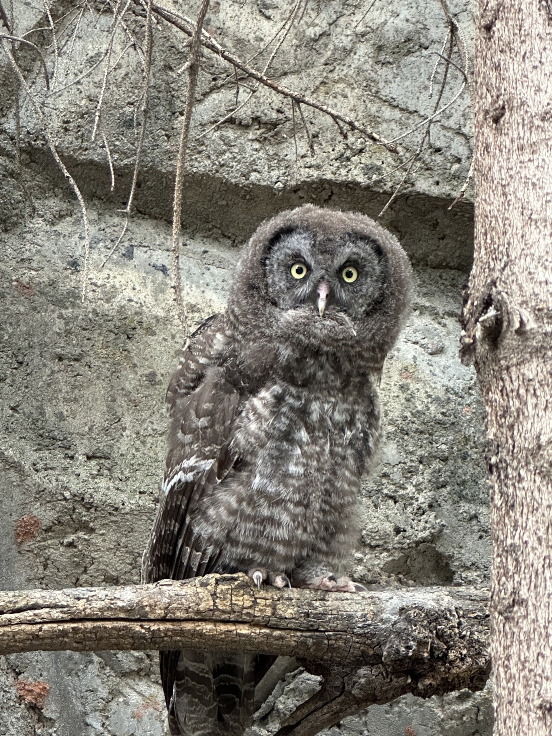 Young grey owl perched on a rough tree branch against a concrete wall.