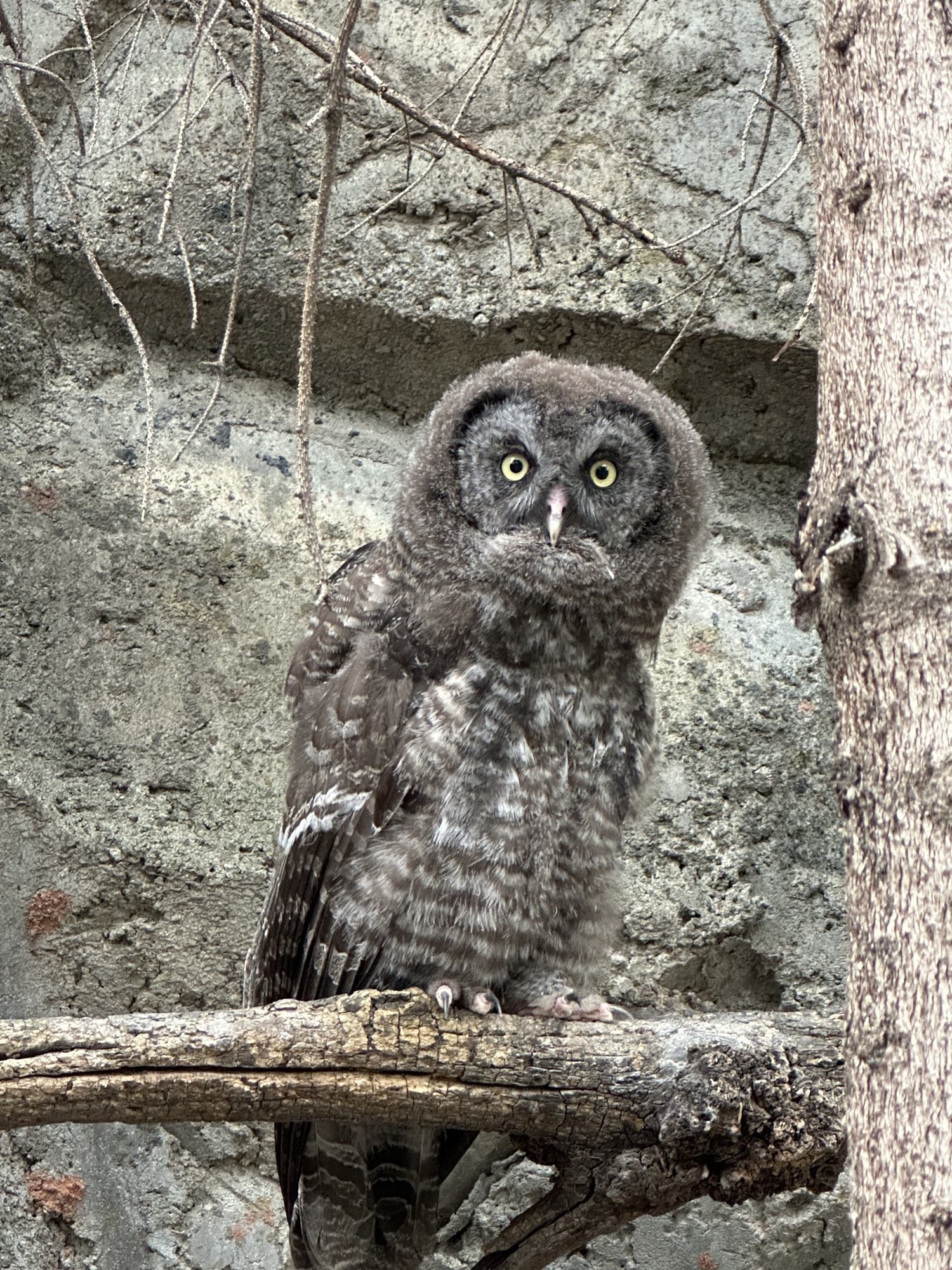 Young grey owl perched on a rough tree branch against a concrete wall.