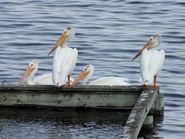 Four white pelicans standing on a wooden dock over a lake.