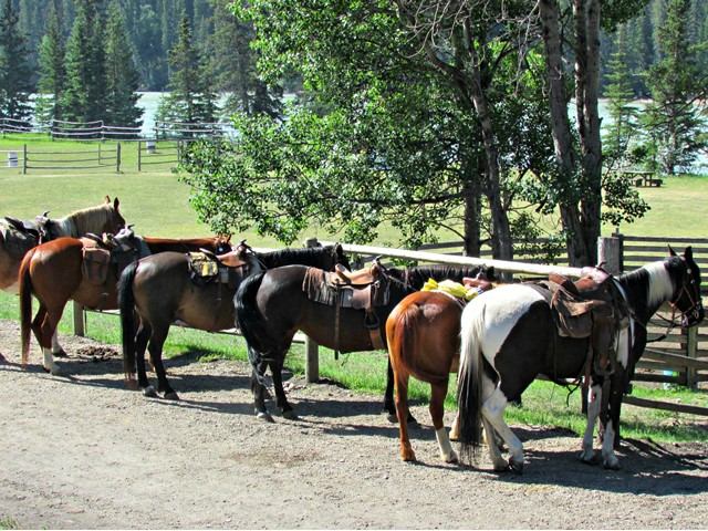 a line of horses tied on at Old Entrance Trail Rides
