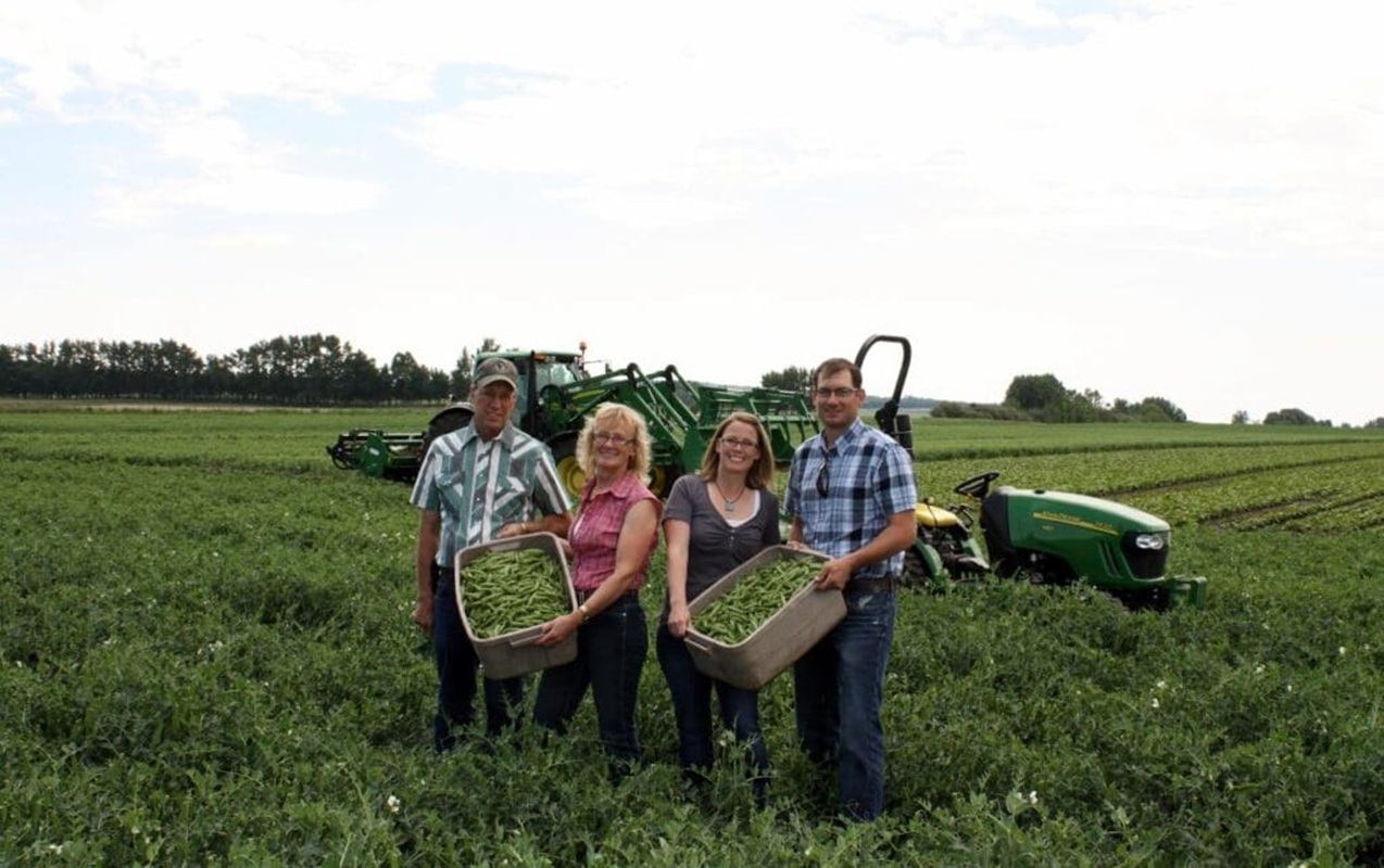 Four people in a pea field holding large bins of harvested peas near tractors.