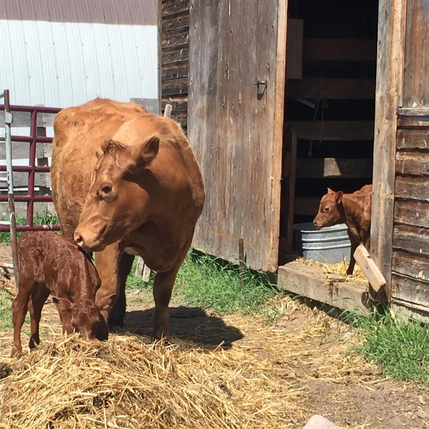 Brown cow stands near calf on straw beside wooden barn with another calf inside.