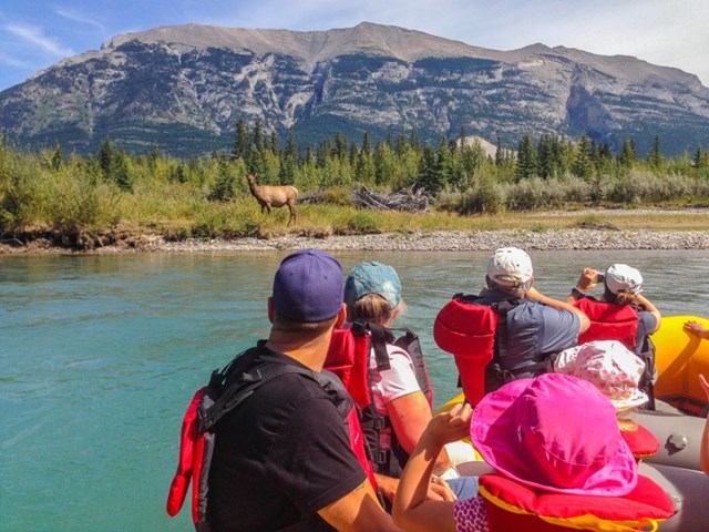 Rafters watching elk on riverbank with mountain and forest backdrop.