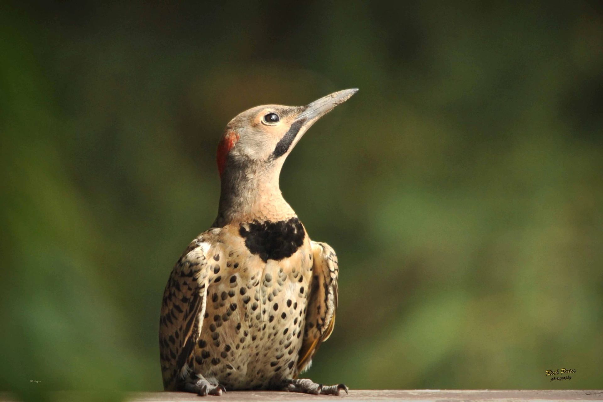 A northern flicker seen in the Gaetz Lakes Sanctuary.