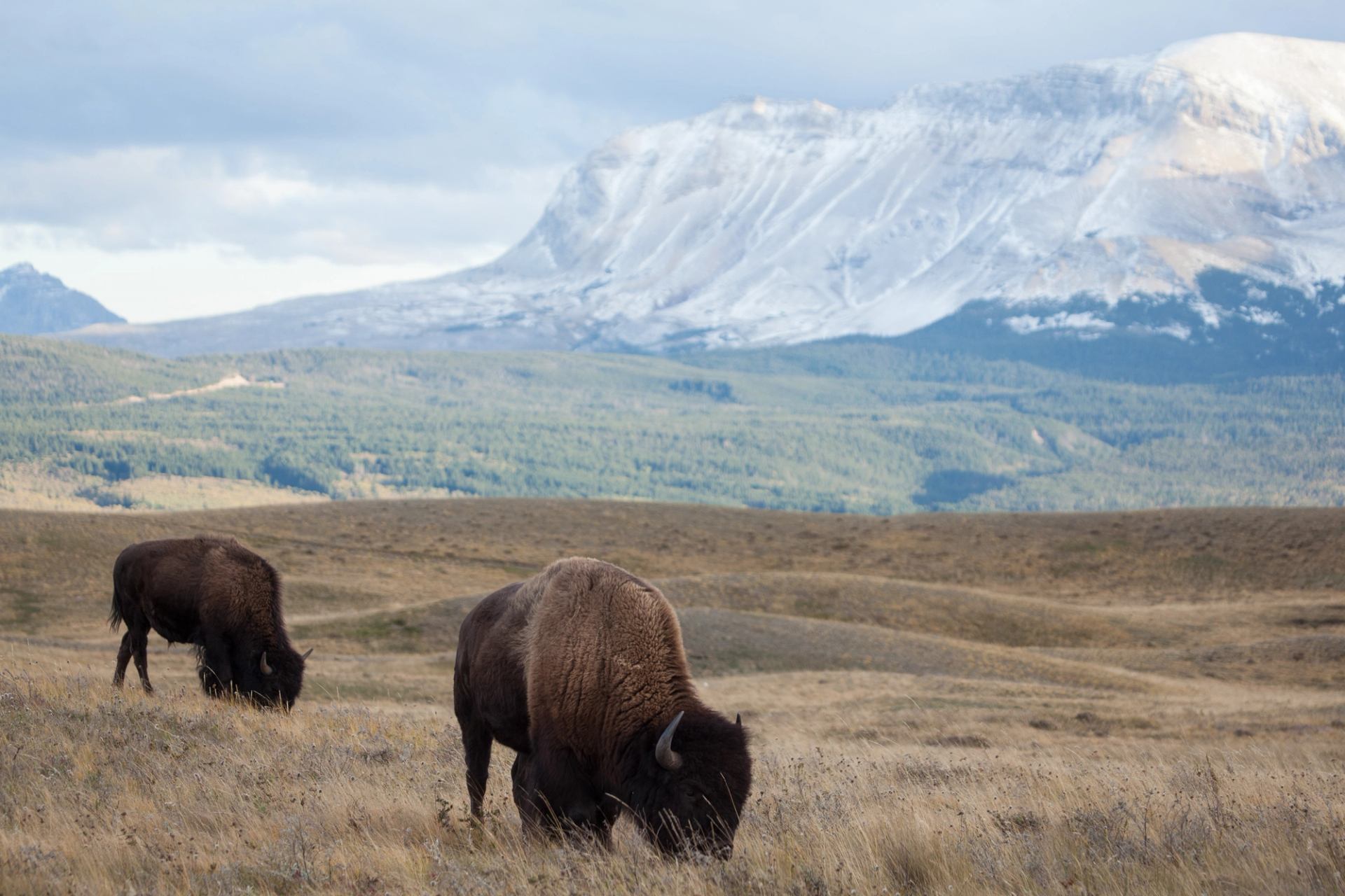Bison graze on open grassland with forested hills and snow-covered mountains behind.