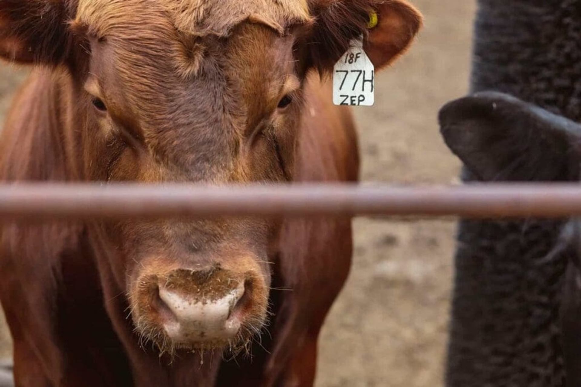 Brown cow with numbered ear tag stands behind metal fence beside darker animal.