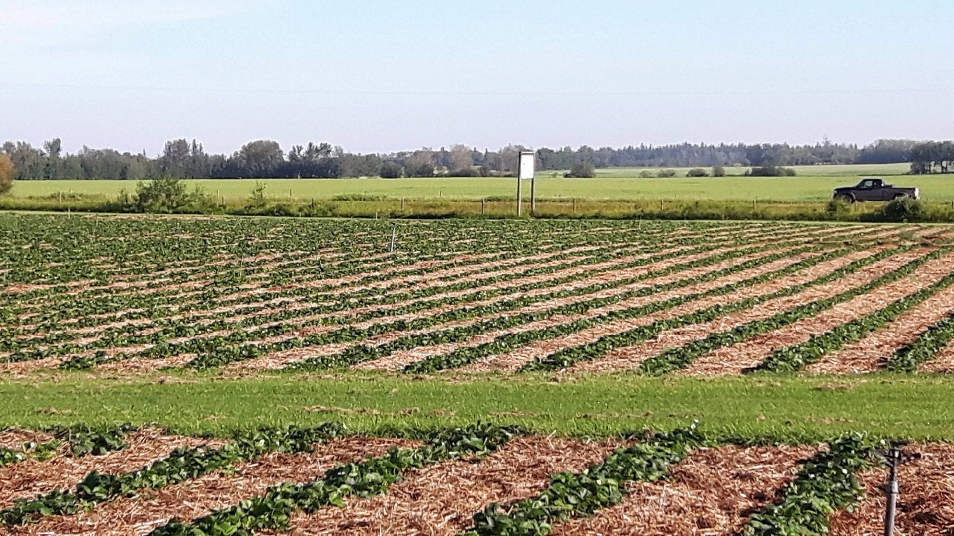 Strawberry fields with tractor, rows of plants, and a white utility shed in background.