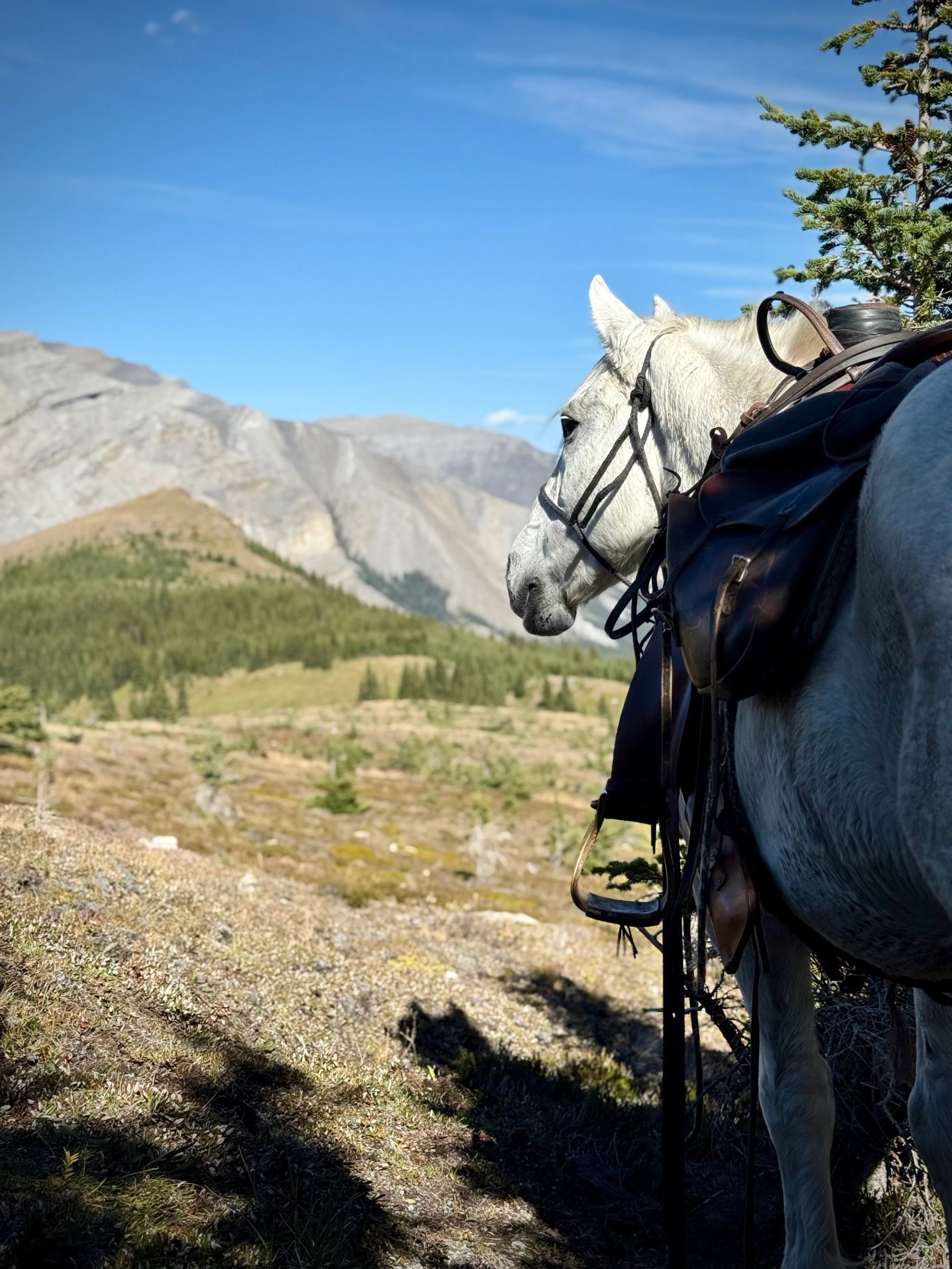 A white horse standing on a hillside with sweeping views of rocky peaks.