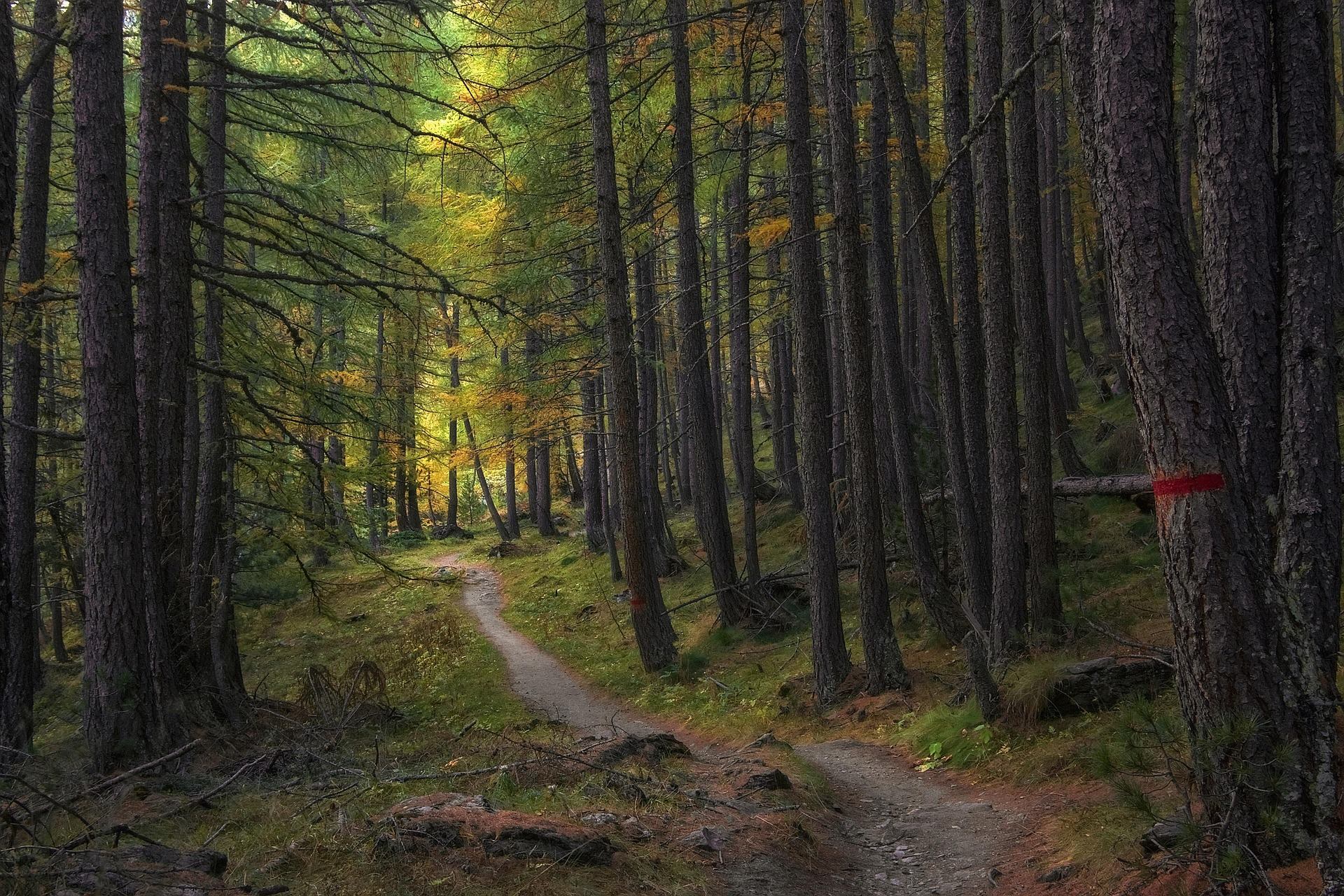 Forest trail winding between tall trees with red trail markers on trunks.