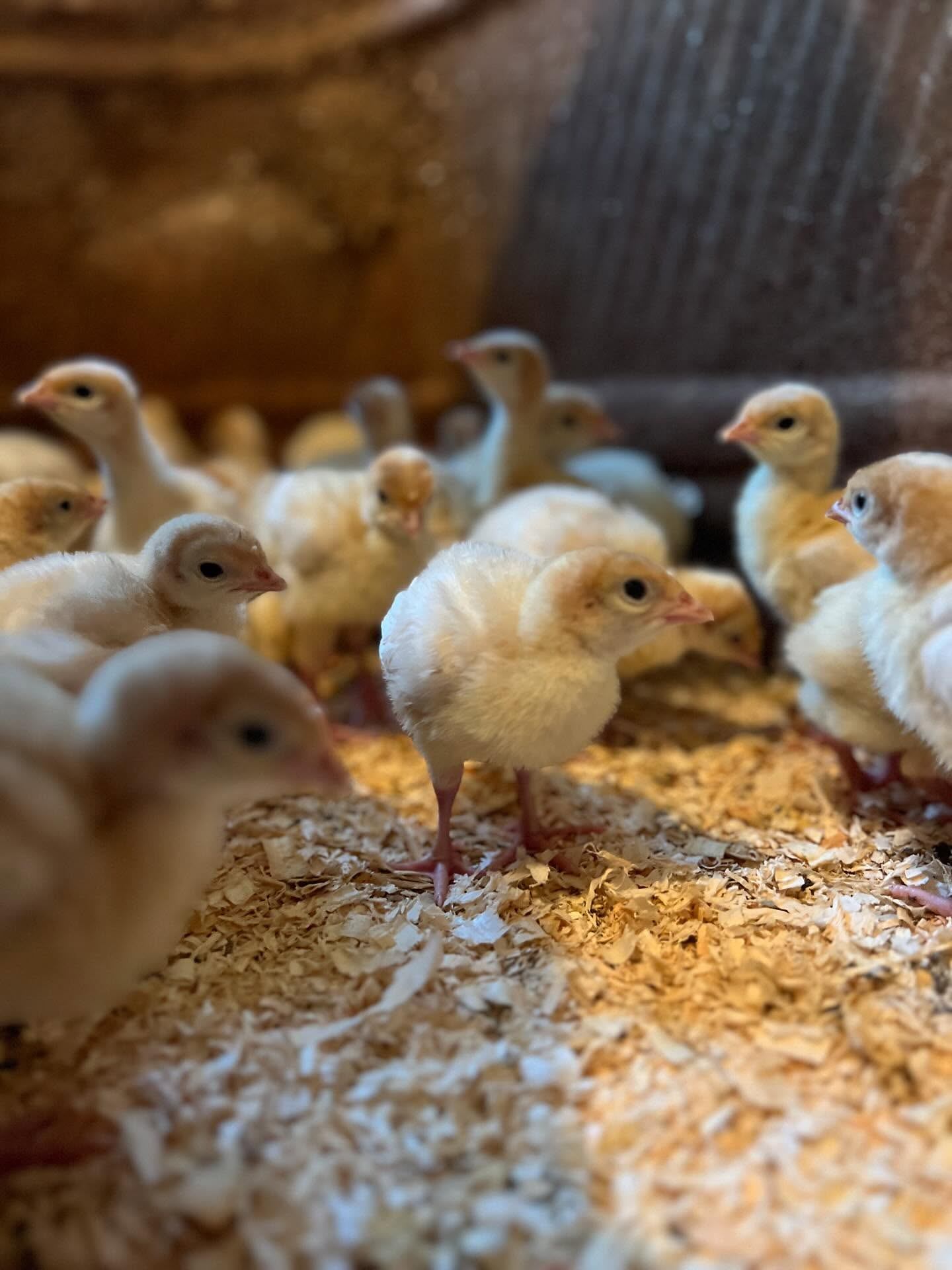 Group of fluffy turkey poults standing on wood shavings inside a warm enclosure.