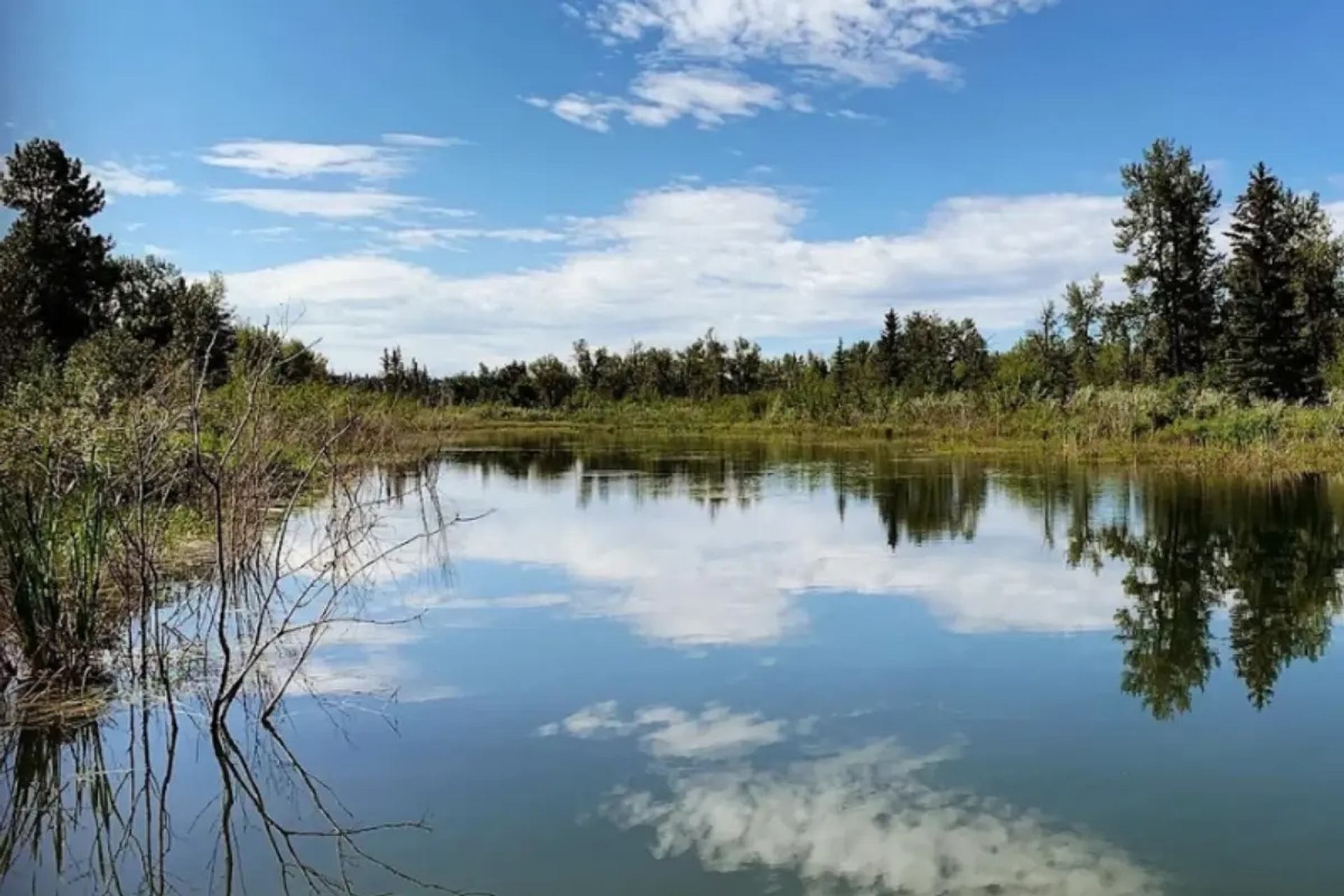 Calm pond with trees and shrubs reflected in clear blue sky and clouds.