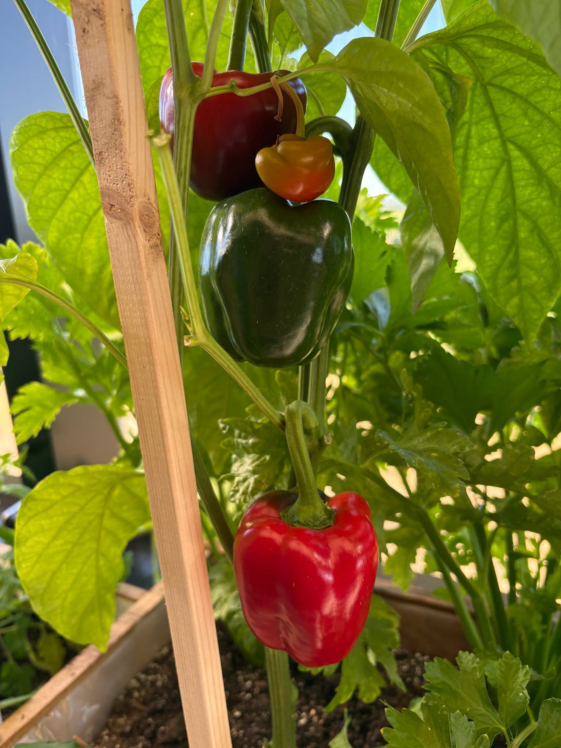 Kross Farm features red and green peppers growing among healthy garden plants.