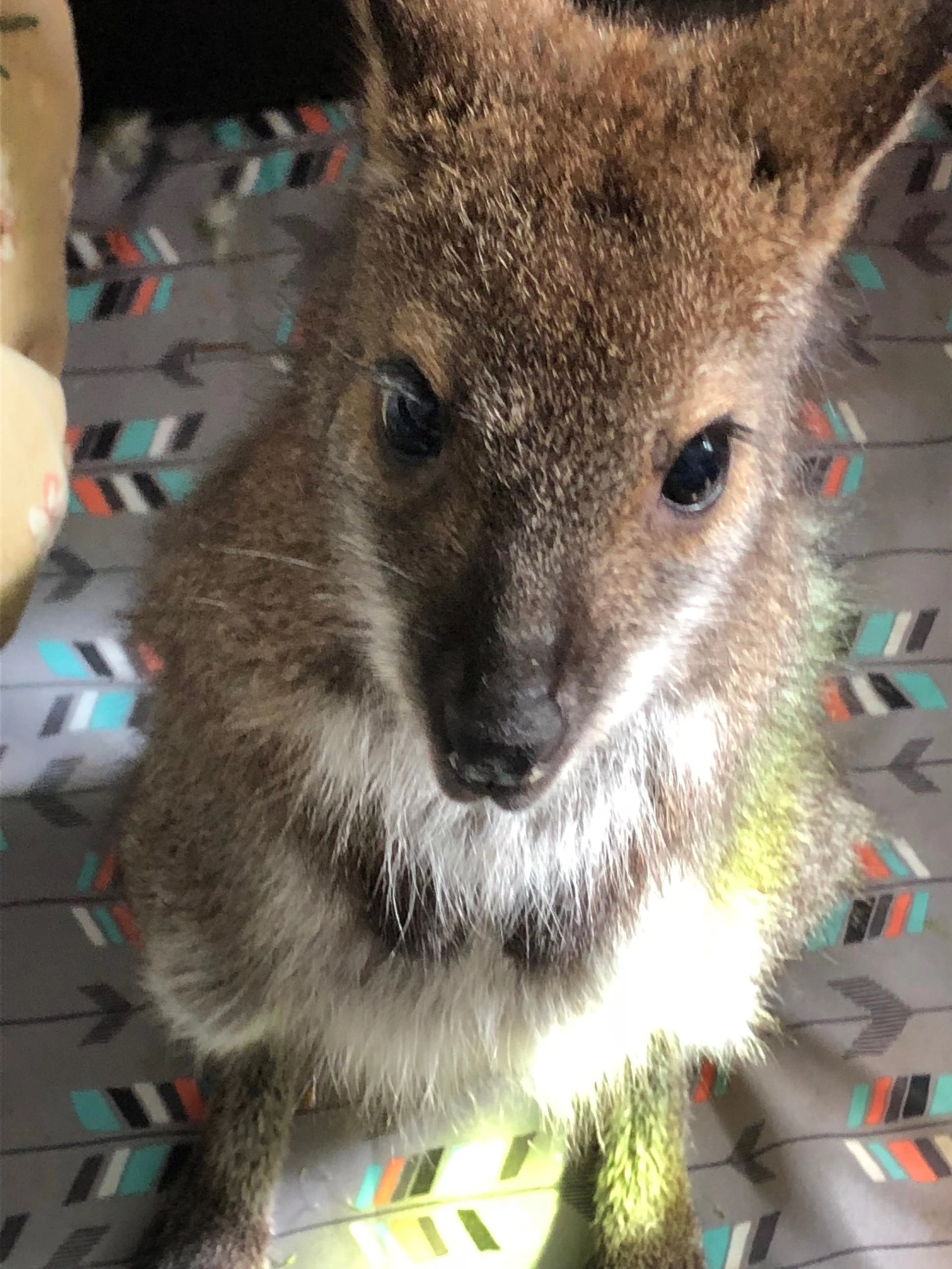 Kangaroo face close-up with dark eyes and nose on patterned tile floor.