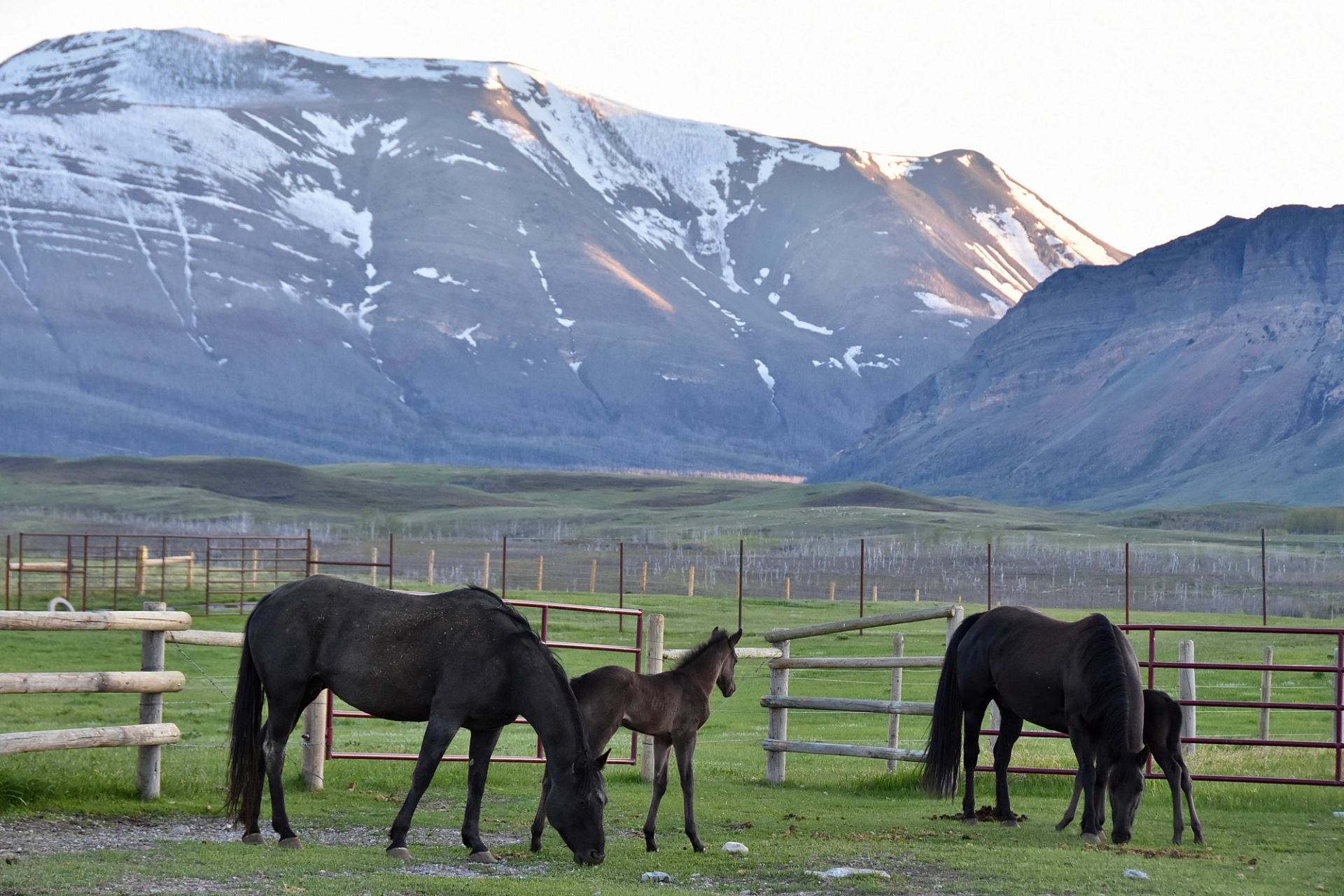 Black horses and foals graze in fenced pasture before snow-patched mountain range.