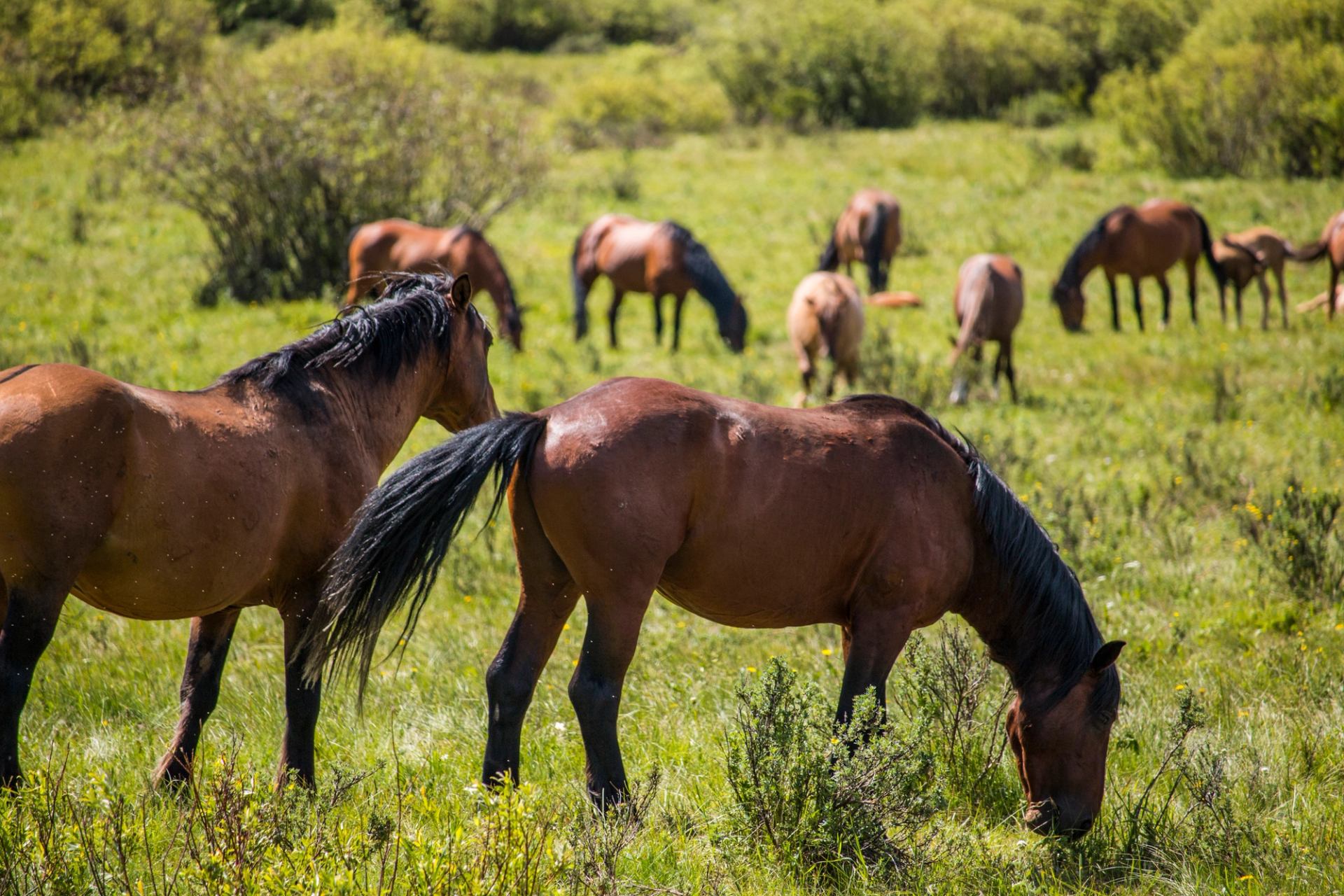 Brown horses graze on green grass in an open field with shrubs.