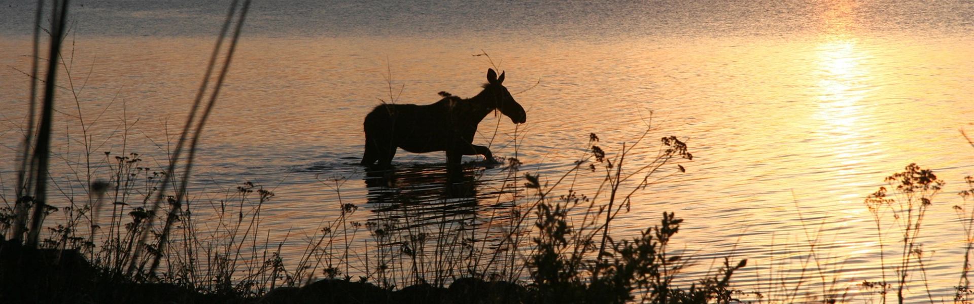 Silhouette of a moose wading through lake water at sunset in Saskatoon Island Provincial Park