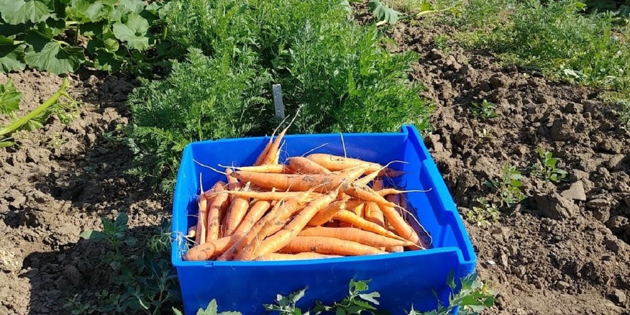 Blue crate of orange carrots in a garden bed with green plants and soil.