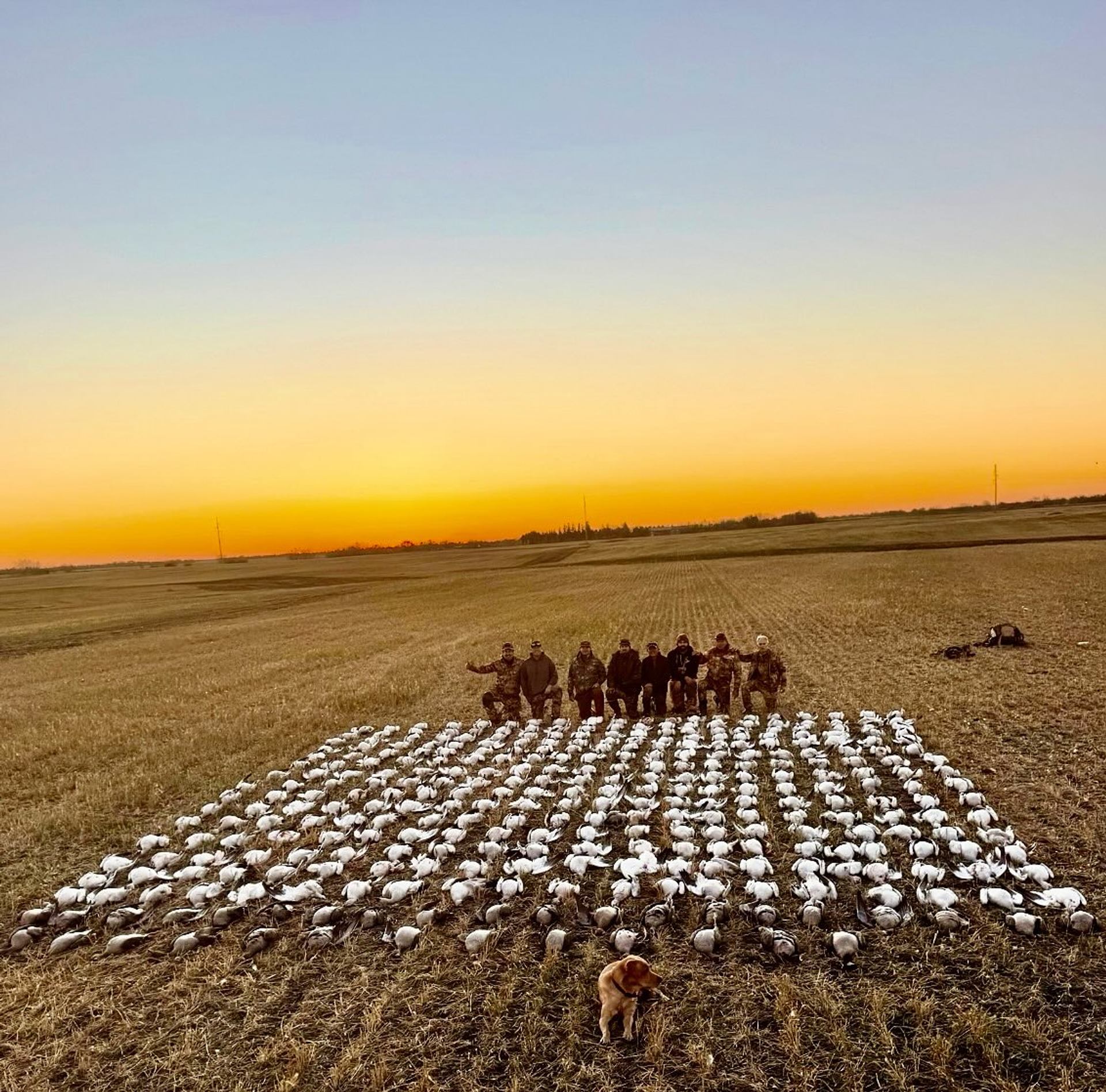 Hunters stand behind rows of white decoy birds in a field at sunset.