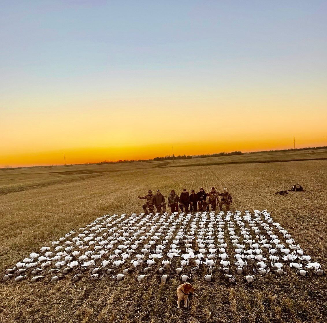 Hunters stand behind rows of white decoy birds in a field at sunset.