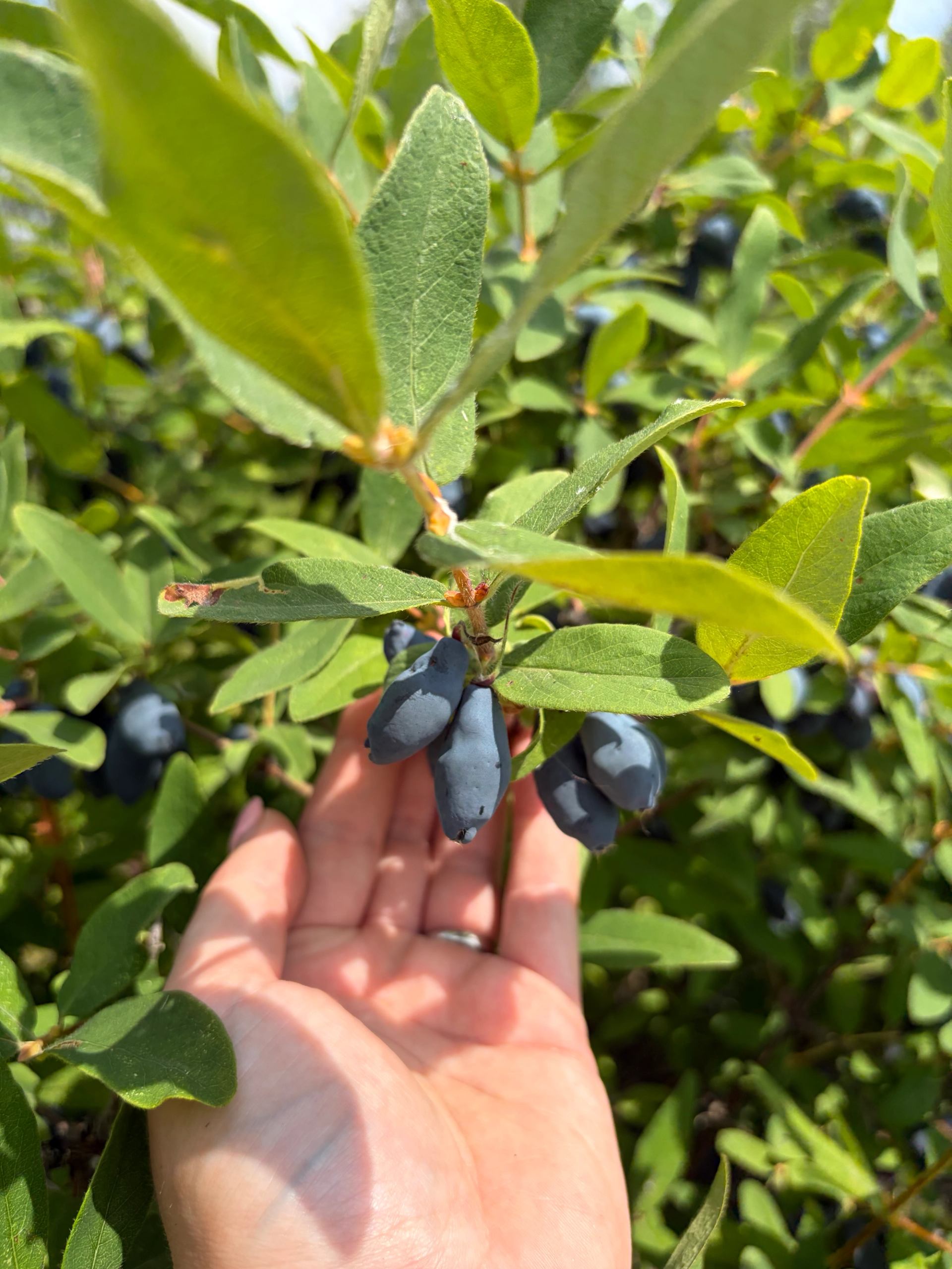 Hand holding a cluster of elongated blue berries among dense green leaves.