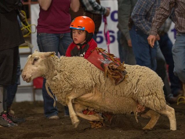 Child competitor riding a sheep in the dirt arena while helpers and spectators look on.