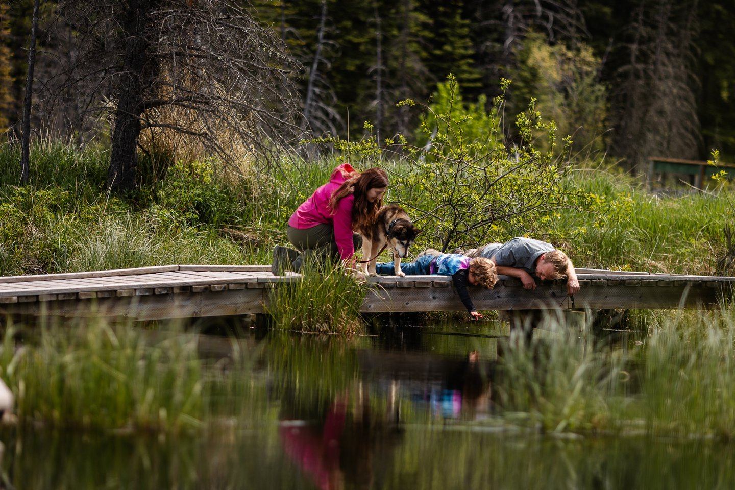 People and dog on wooden boardwalk lean over pond in wetland.