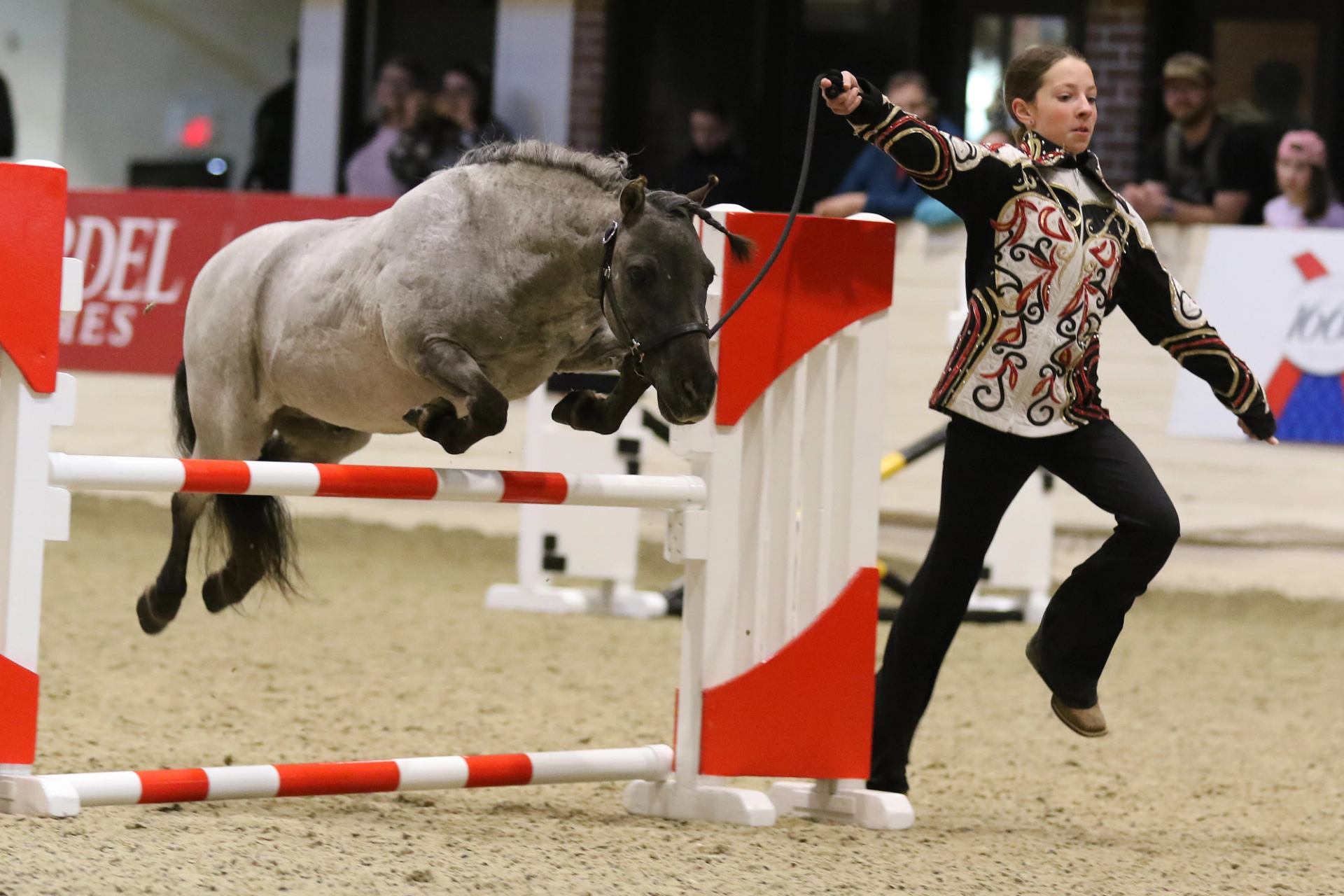 A mini horse jumps over a hurdle while guided by a handler in an arena.