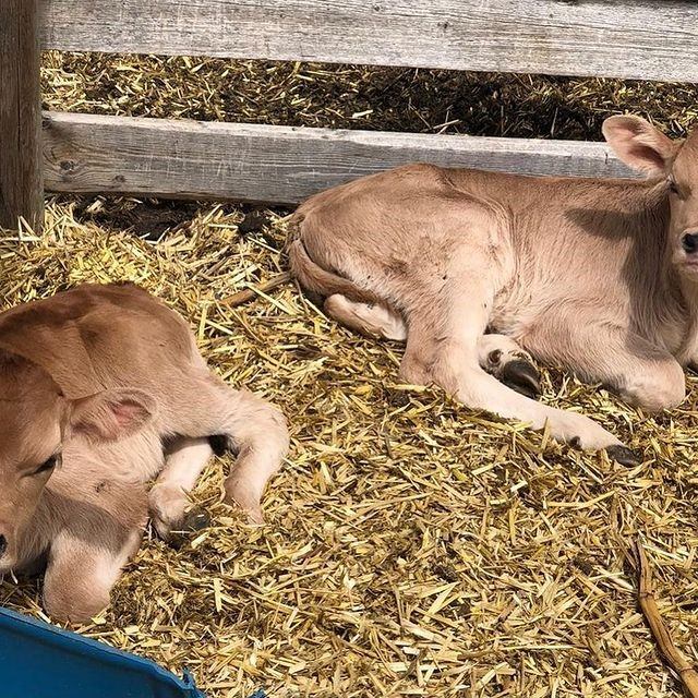 Two young calves resting on straw inside a wooden pen at a farm.