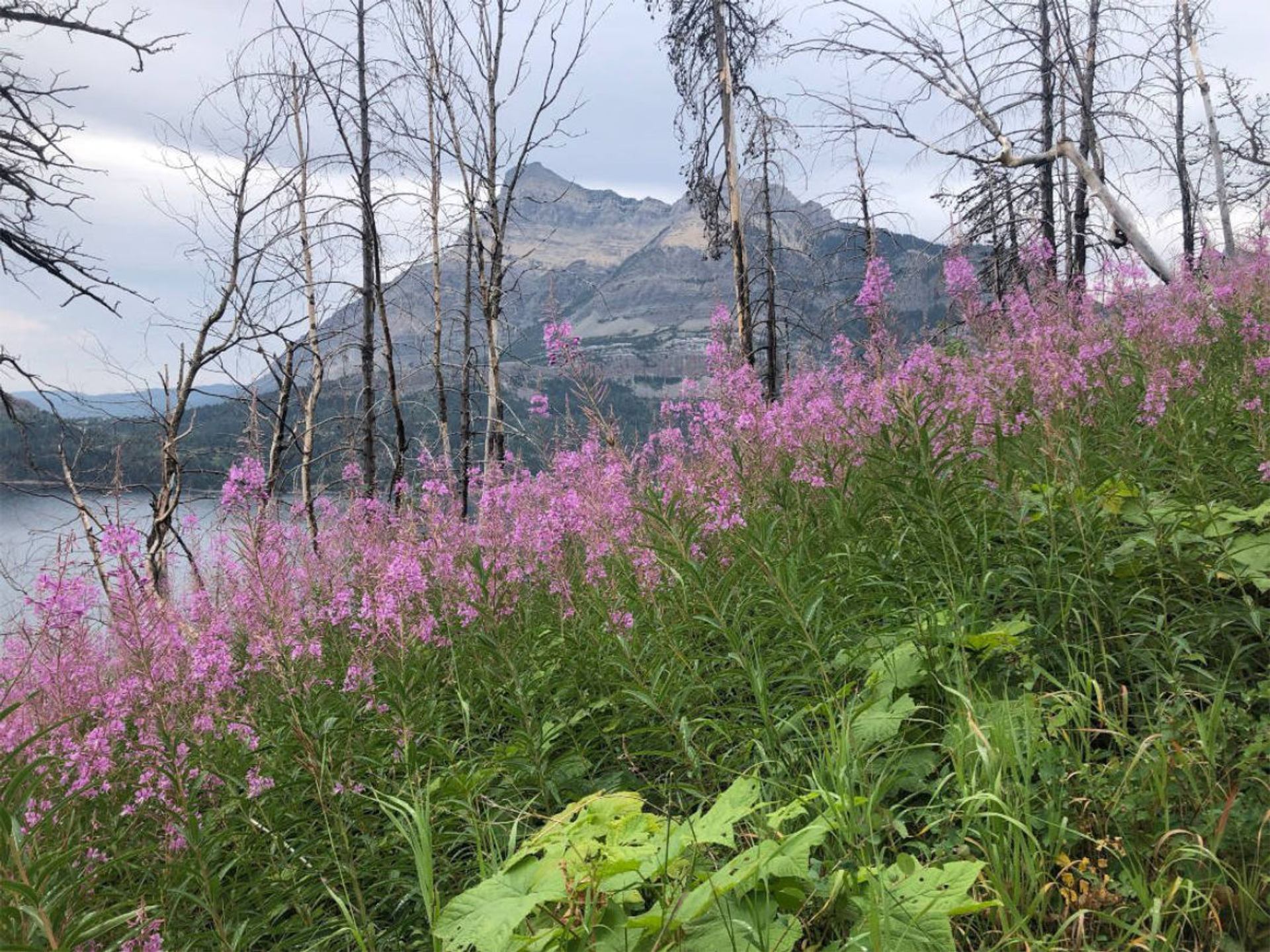 Pink wildflowers grow on a hillside with bare trees and mountains in background.