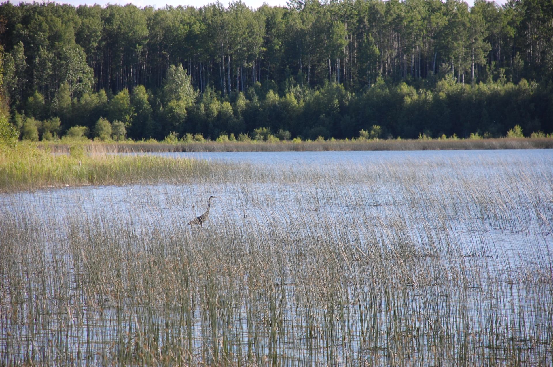 A great blue heron stands in the reeds at the edge of one of the Chain Lakes.