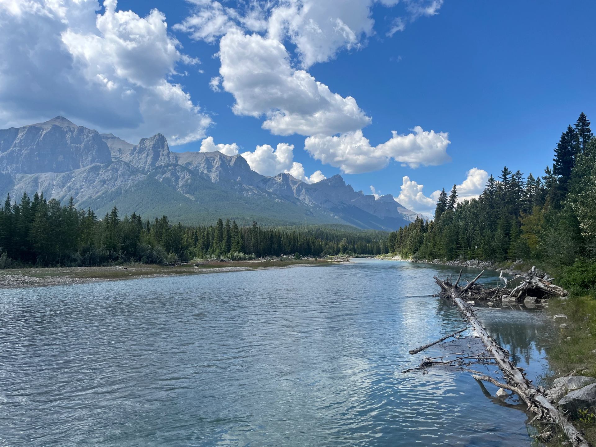 Wide river with fallen tree, dense evergreen forest and distant rocky mountains under clouds.