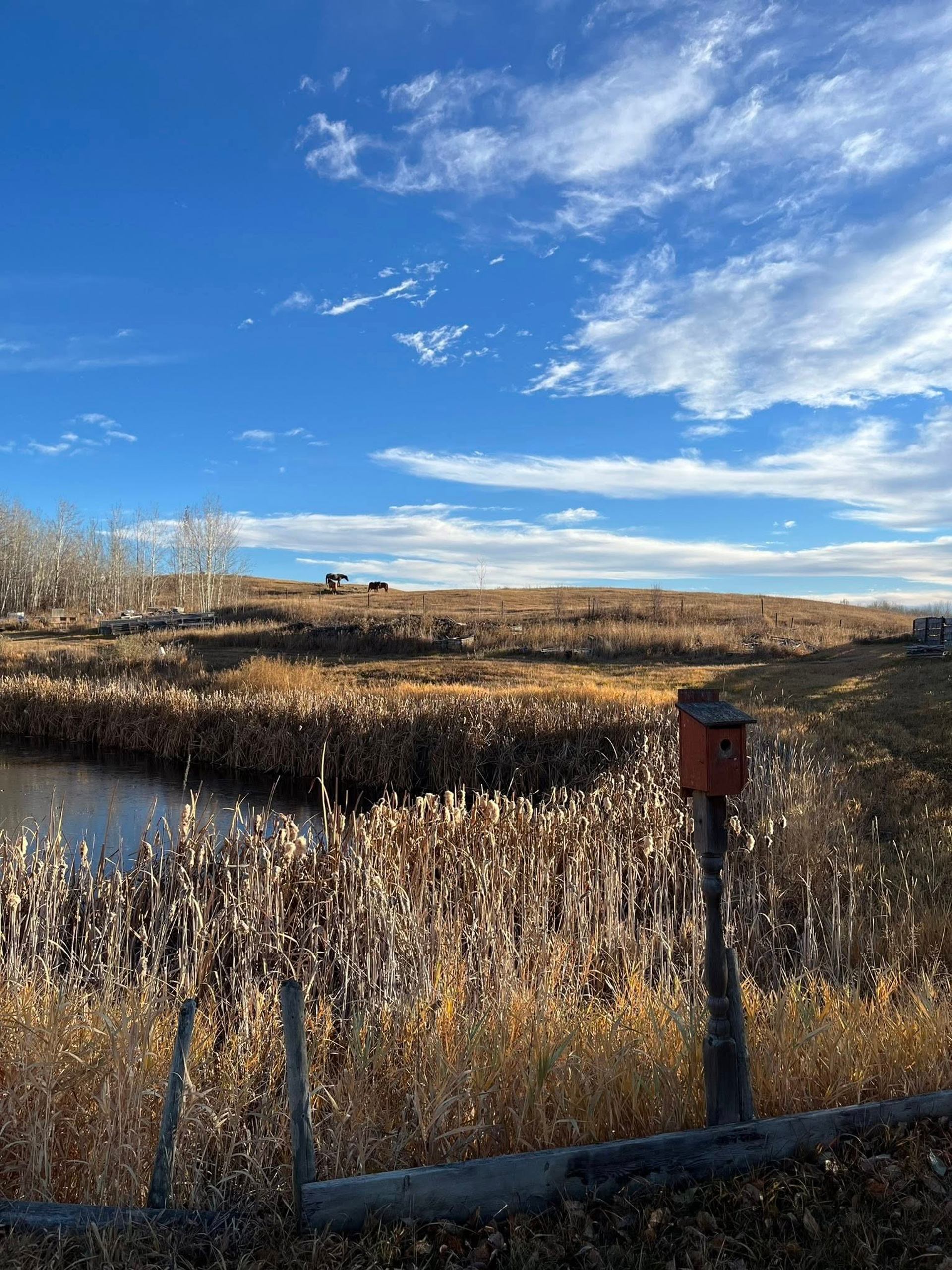 Open field with tall golden grasses, a pond, and a bright blue sky.