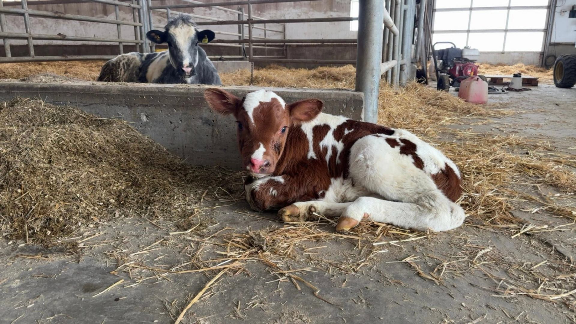 A young calf rests on straw inside a barn while another cow stands nearby in a pen.