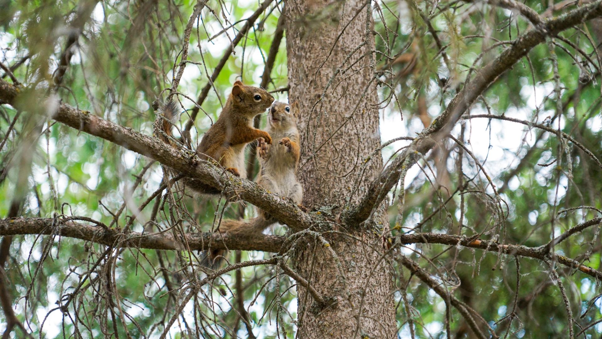 Two squirrels interact in a tree located in the campground