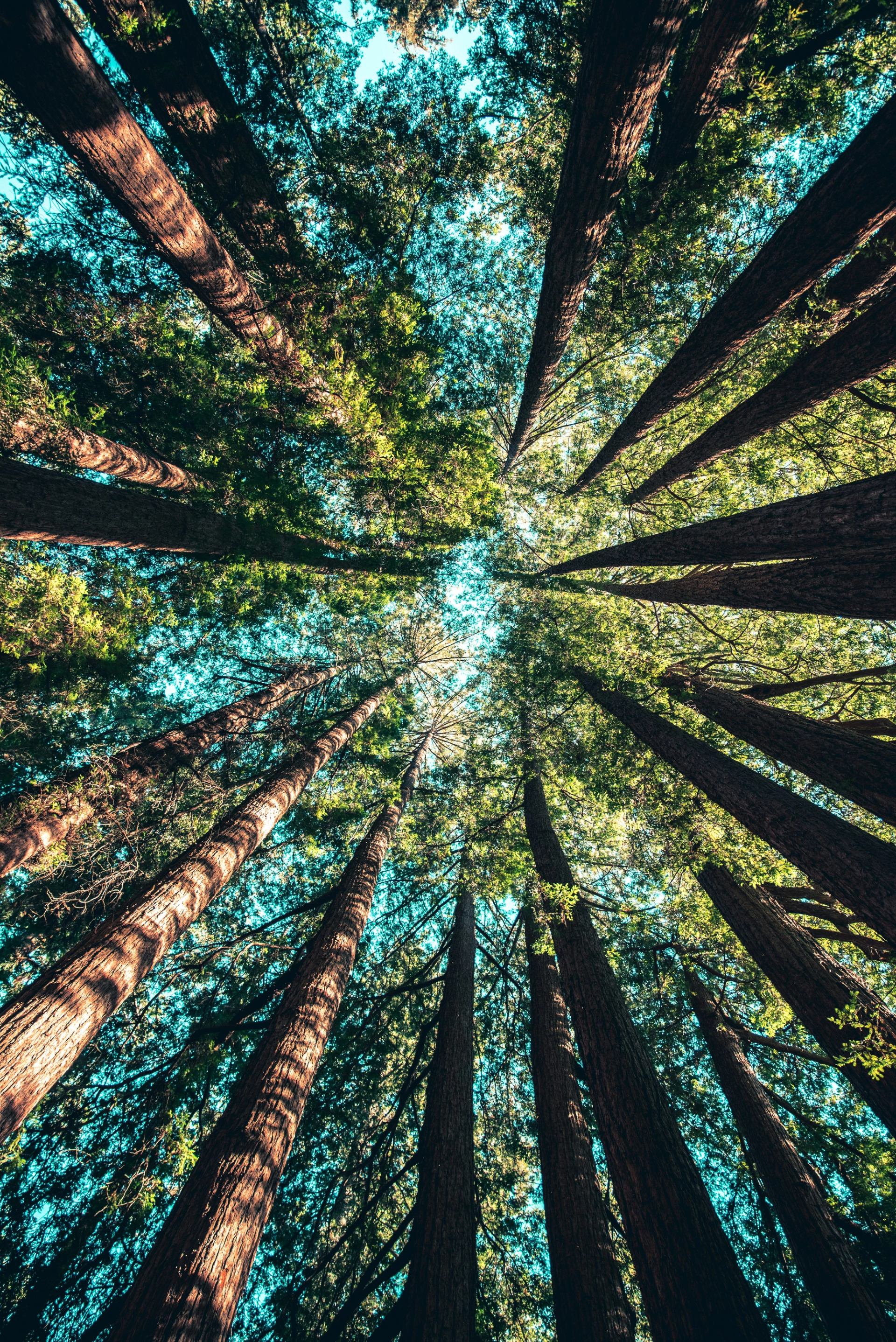 Looking up at tall sunlit trees against a blue sky—serene, awe-inspiring, and full of natural beauty.