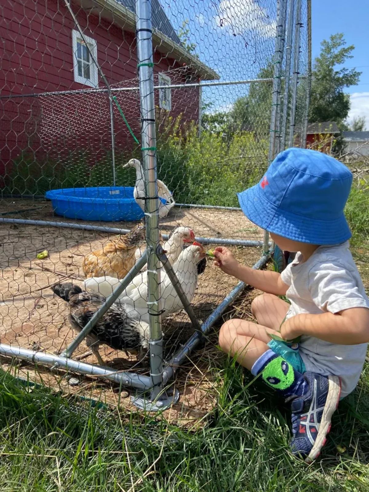 Child in blue hat feeds chickens through wire fence beside red barn and grass.