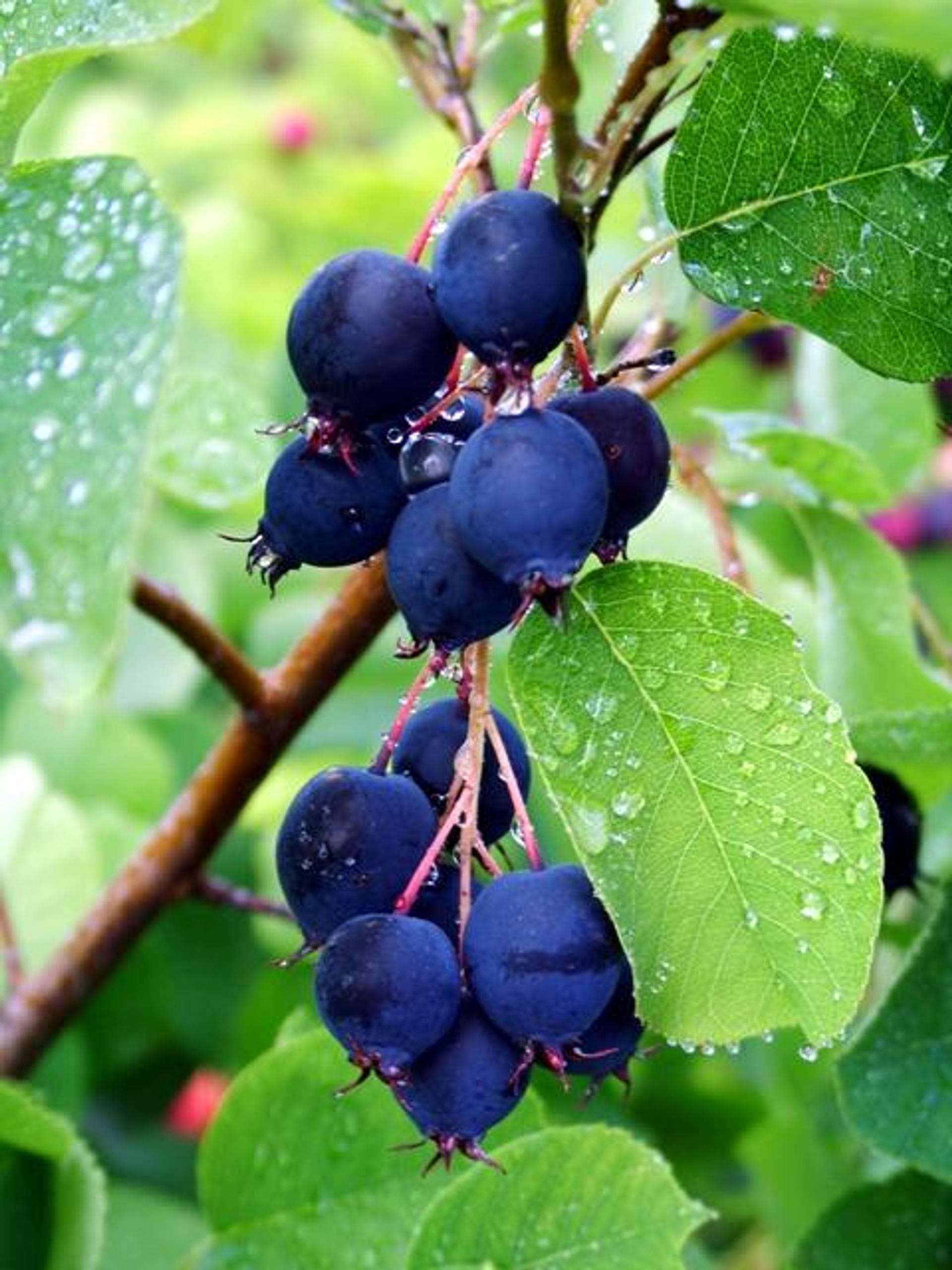 Cluster of dark purple berries hanging from a branch with green leaves and water droplets.