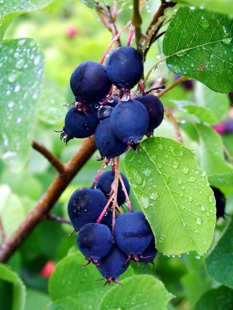 Cluster of dark purple berries hanging from a branch with green leaves and water droplets.