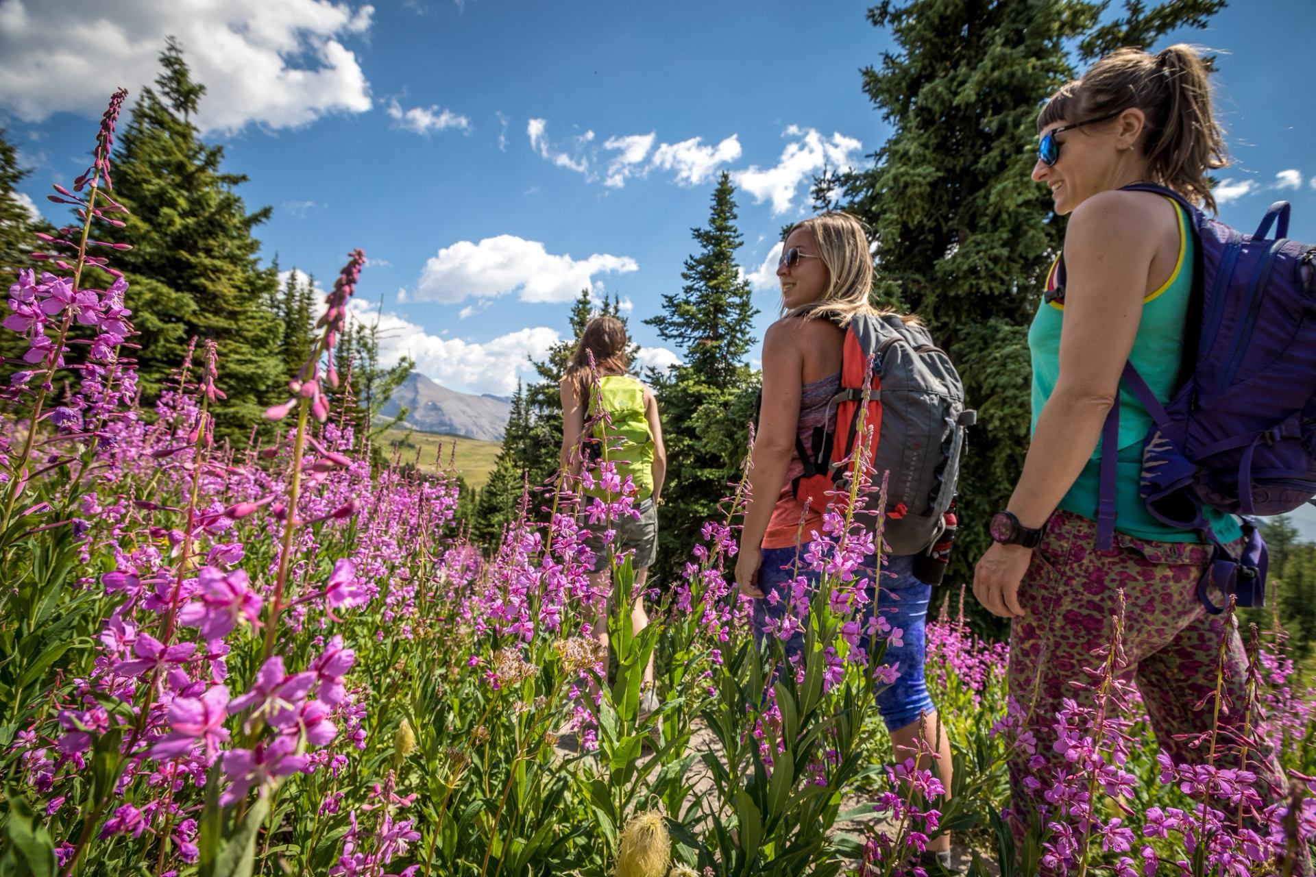 Hikers with backpacks walk through tall pink wildflowers on a forested mountain trail.