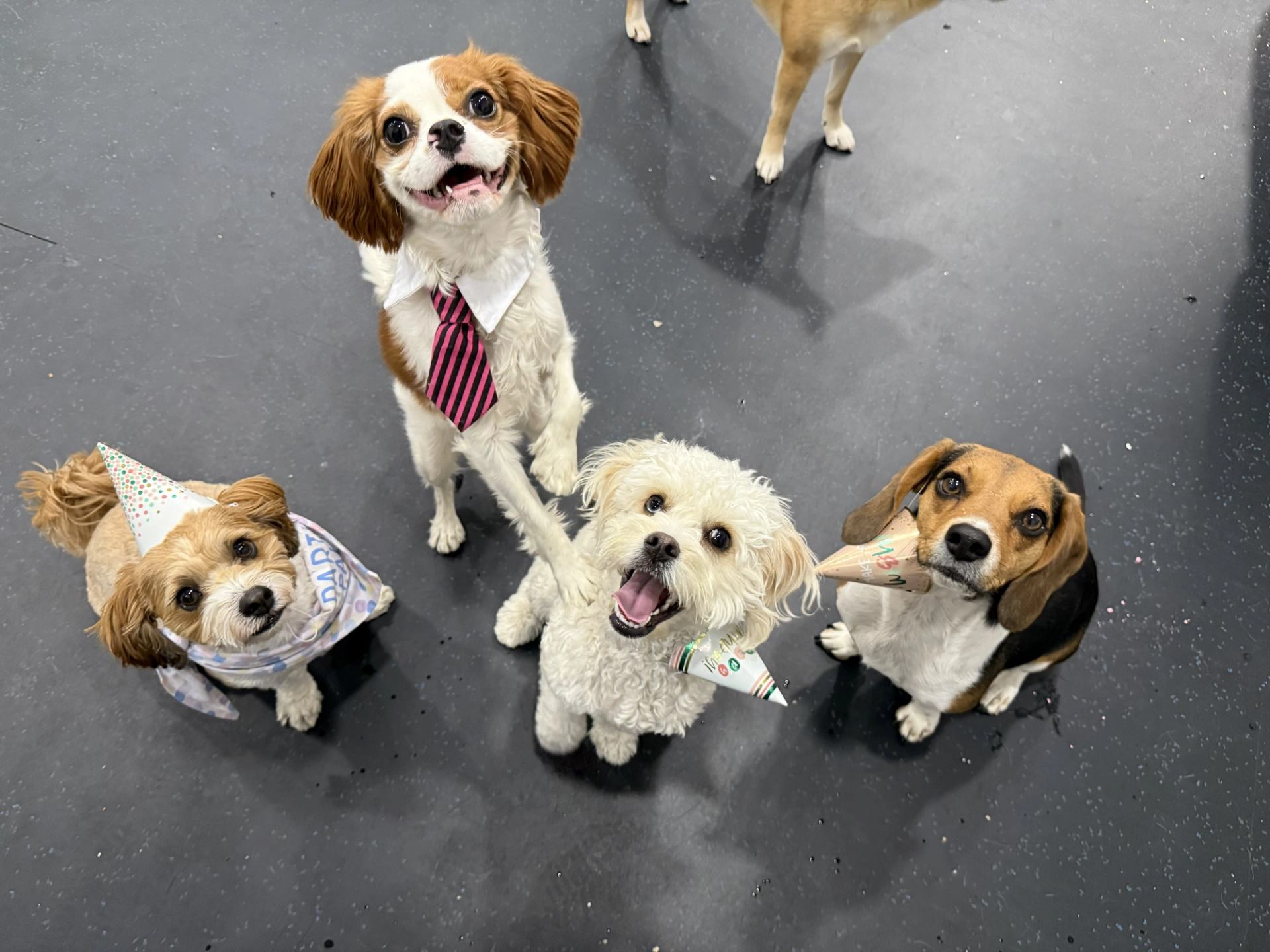 Group of dogs at a birthday party for Jax.