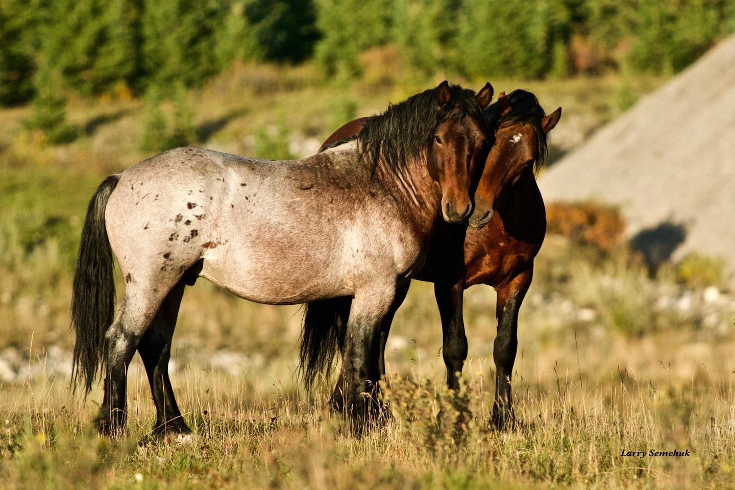 Two horses touching heads together in a field
