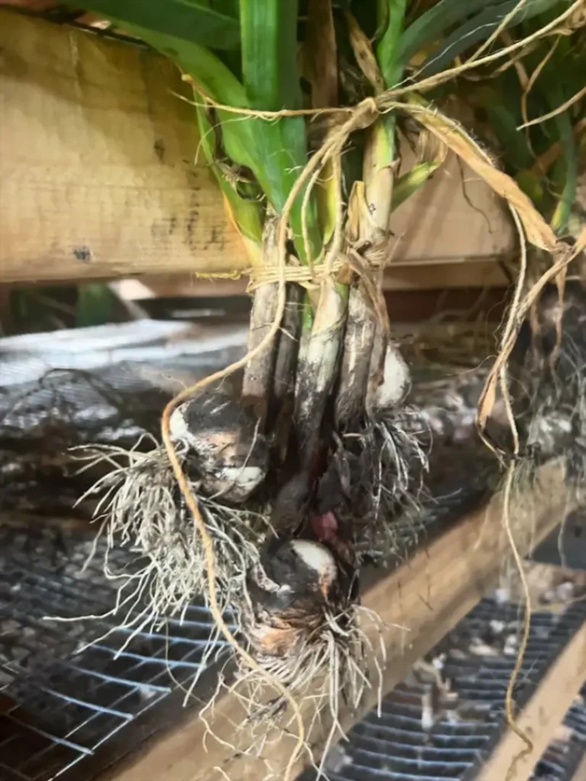 Bundle of freshly harvested garlic bulbs with roots hanging from wooden drying rack.