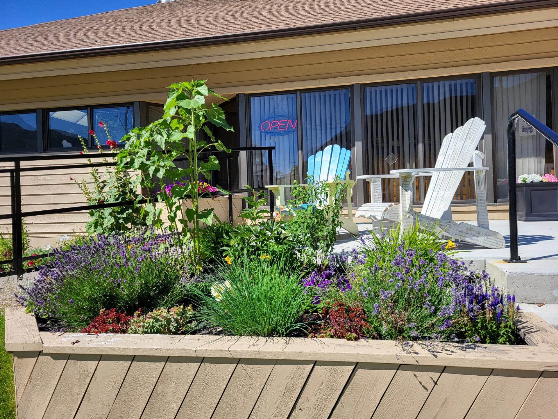Raised flower bed with tall sunflower in front of patio and Adirondack chairs.
