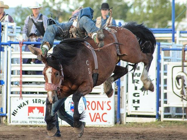 Rodeo horse bucking hard with rider hanging on during a bronc event at the Wainwright Stampede.