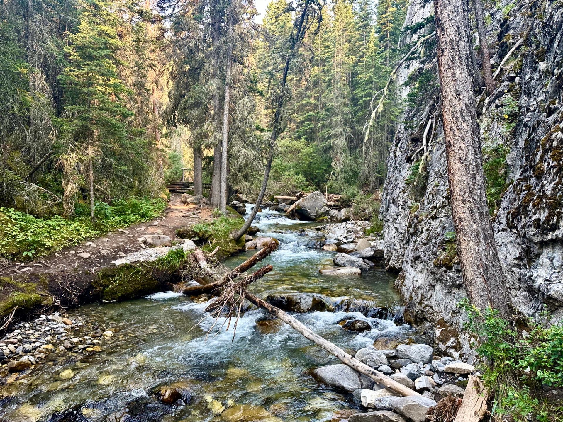 Forest creek flowing beside rocky cliff and dirt trail with fallen logs.