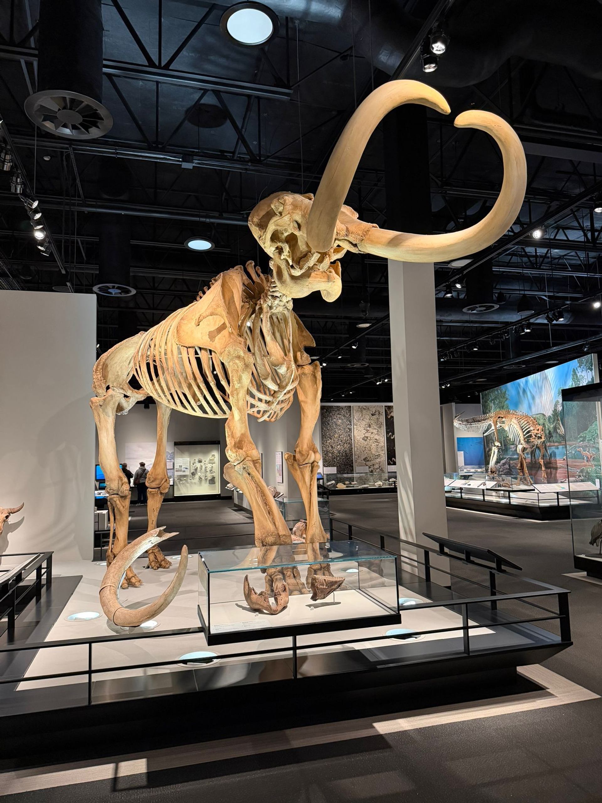 Woolly mammoth skeleton with long curved tusks displayed in a modern museum gallery.
